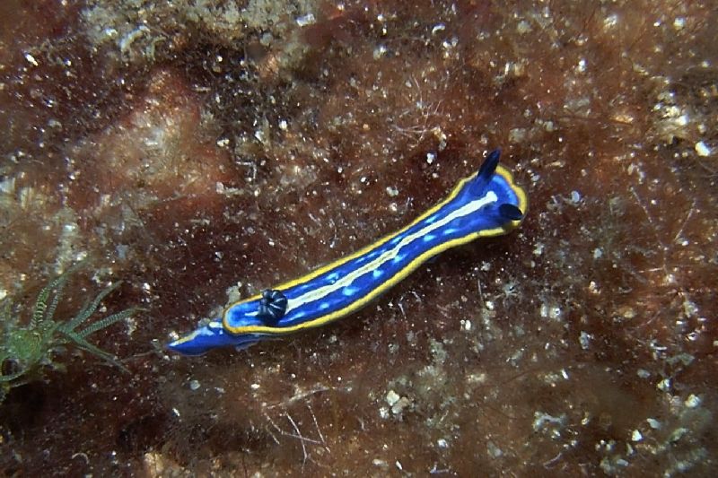 Hypselodoris tricolor